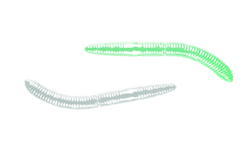 LIBRA LURES Fatty D'Worm 65 mm